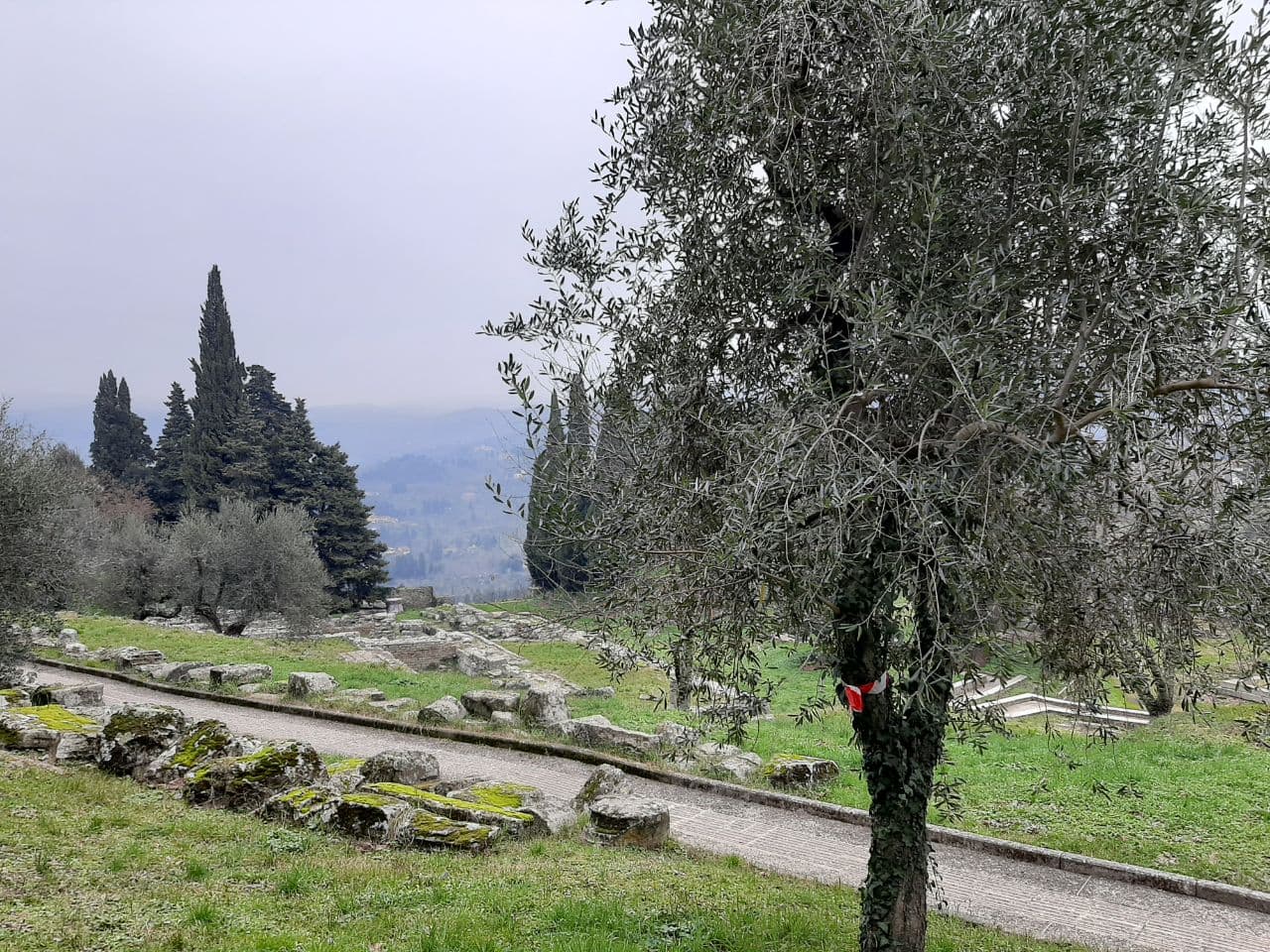 Olivo con fenotipo antico e il tempio etrusco-romano