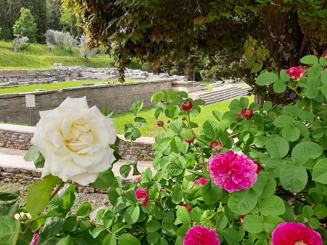 Rose dell'Area Archeologica di Fiesole